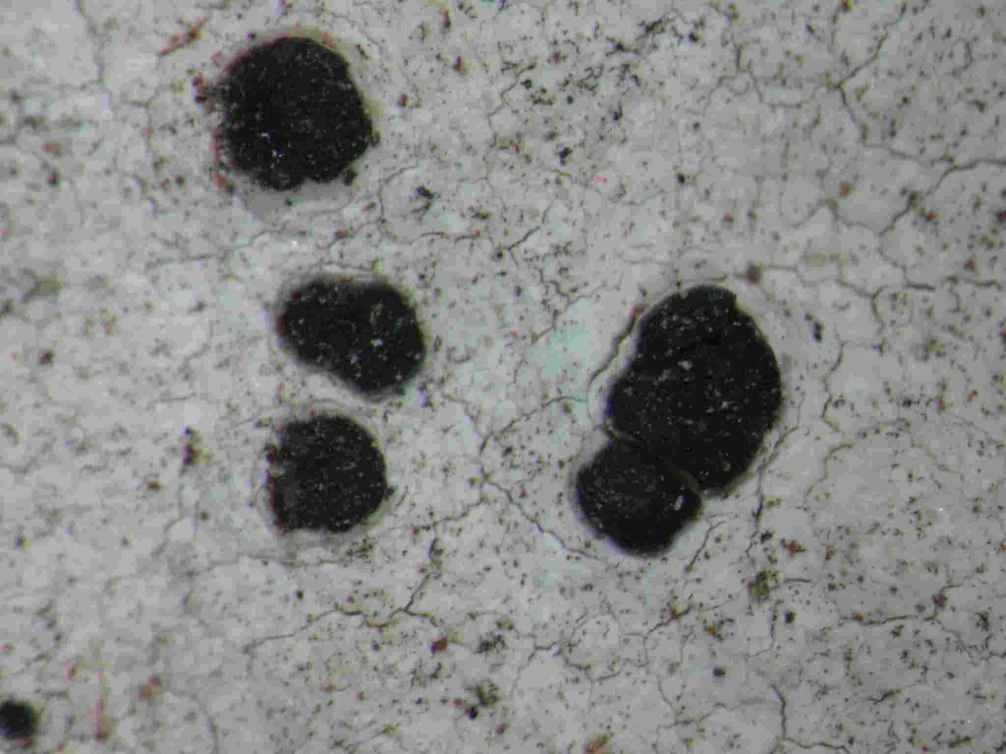 [Lecanora praepostera